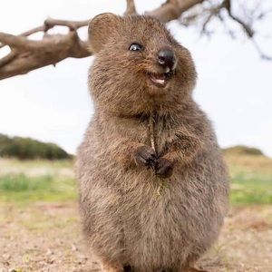 Meet your Posher, Dina